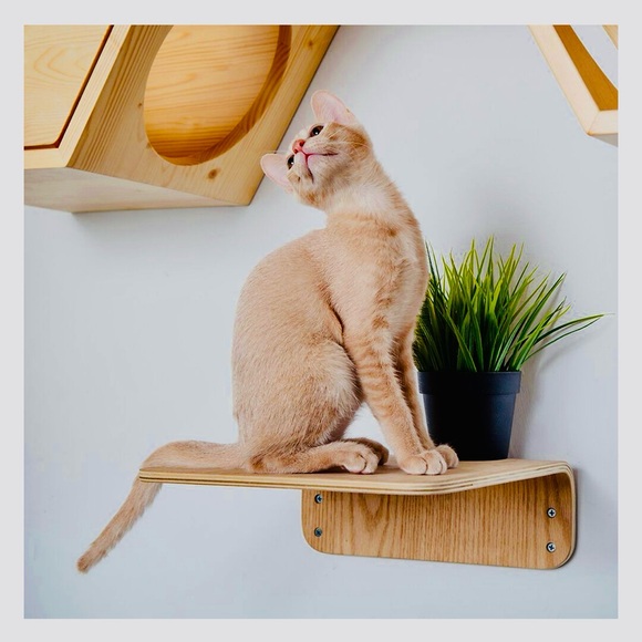 Other - Wall mounted cat shelves